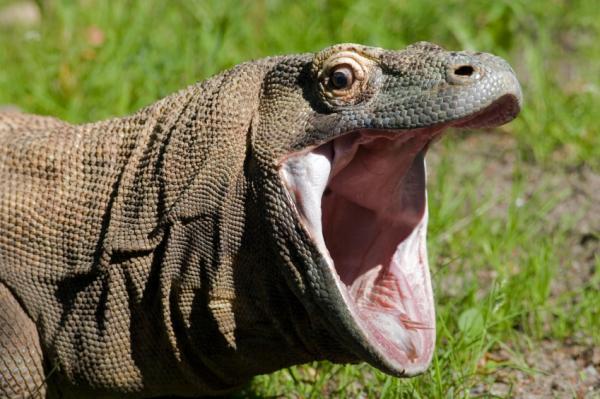 Varanus komodoensis 8.jpg