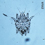 Epidermoptes-AR.jpg