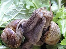 Gastropoda 3.jpg