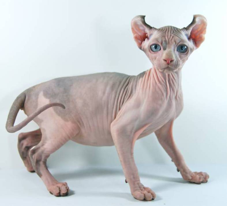 Cat-elf.jpg