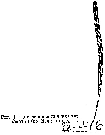 ПаразImage1345.jpg