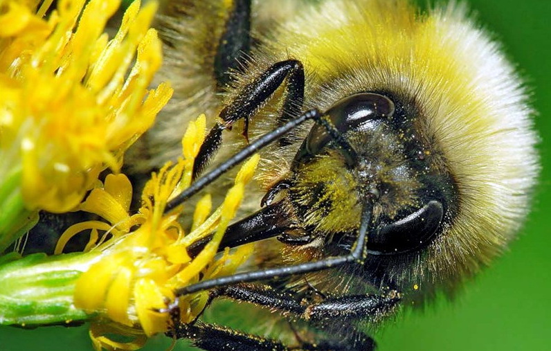Bombus 14.jpg