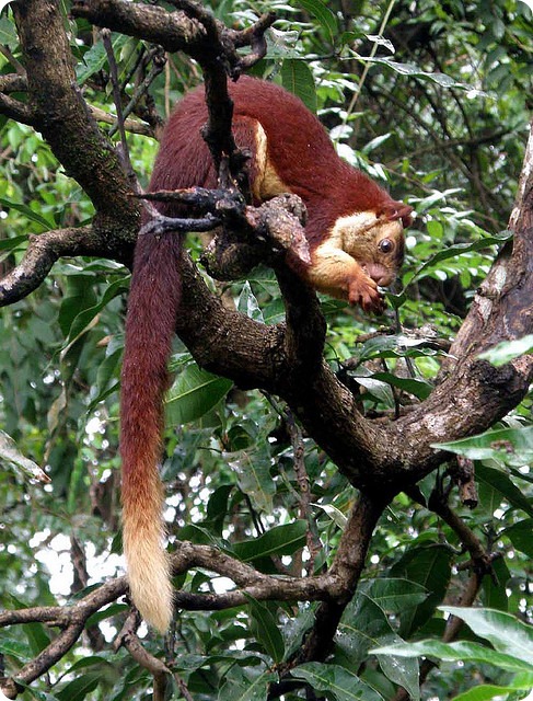 Ratufa macroura 2.jpg