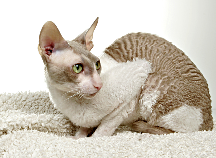 Корниш-рекс.jpg
