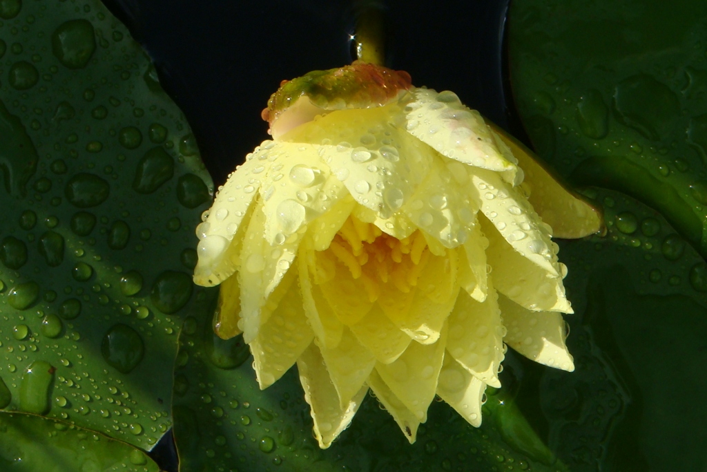 C01052.jpg