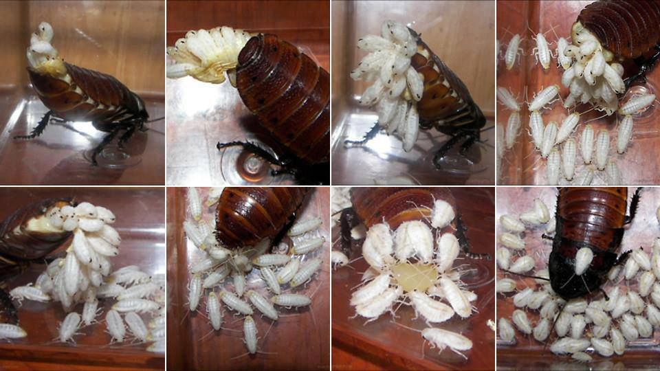 Hamam-böcegi-yavrulama2.jpg