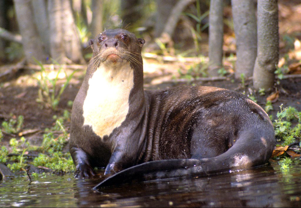 Pteronura brasiliensis 1.jpg