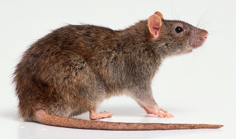 Rattus.jpg