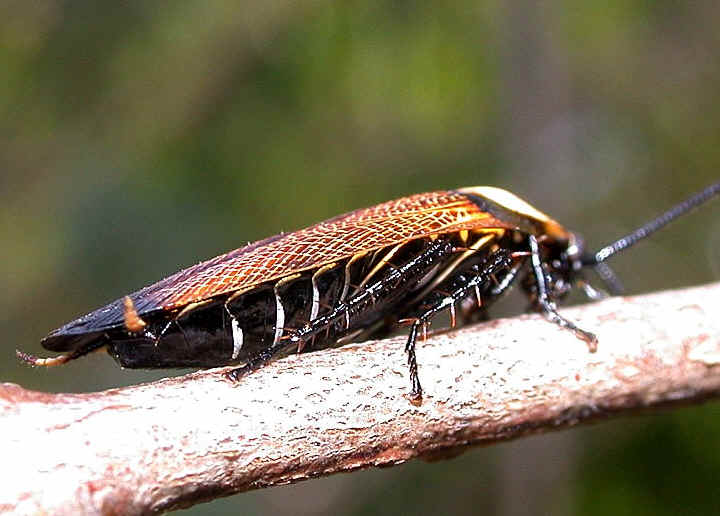 Blattodea 2.jpg