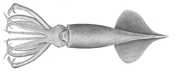 GBerryi.250a.jpg