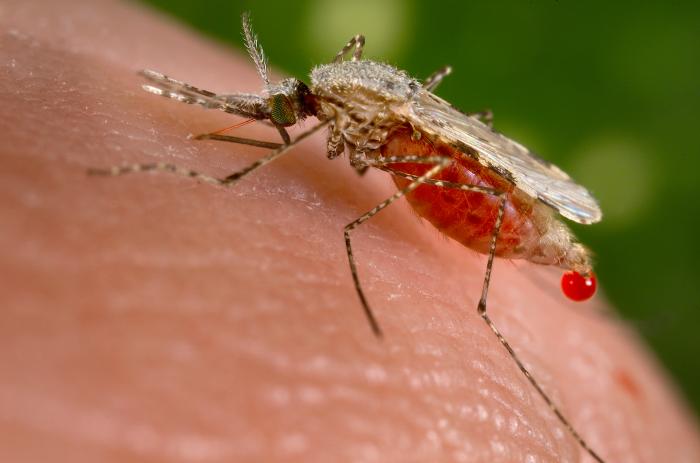 Самка комара Anopheles stephensi — облигатный паразит млекопитающих