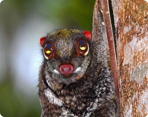 Dermoptera 4.jpg