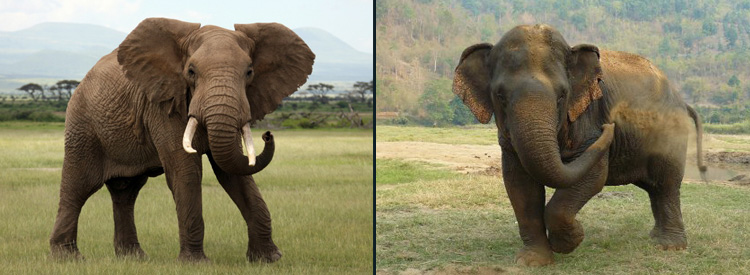 Proboscidea African vs Asian.jpg