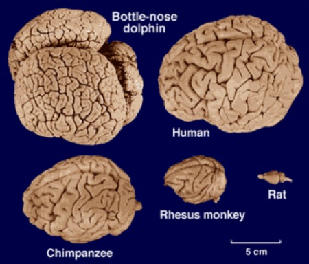 Delphinidae 2.jpg