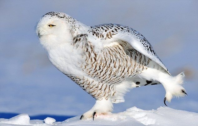 Bubo scandiacus 4.jpg