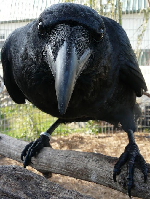 Corvus 4.jpg
