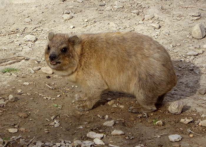 Hyracoidea 4.jpg