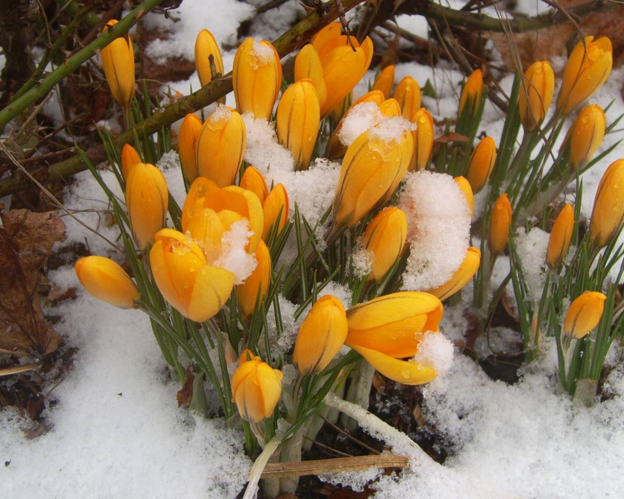 Galanthus 3.jpg