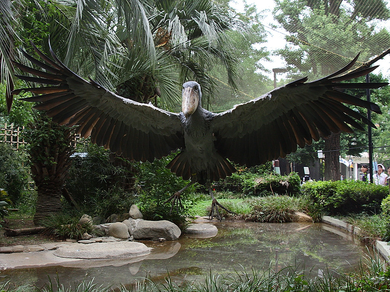 Balaeniceps rex 7.jpg