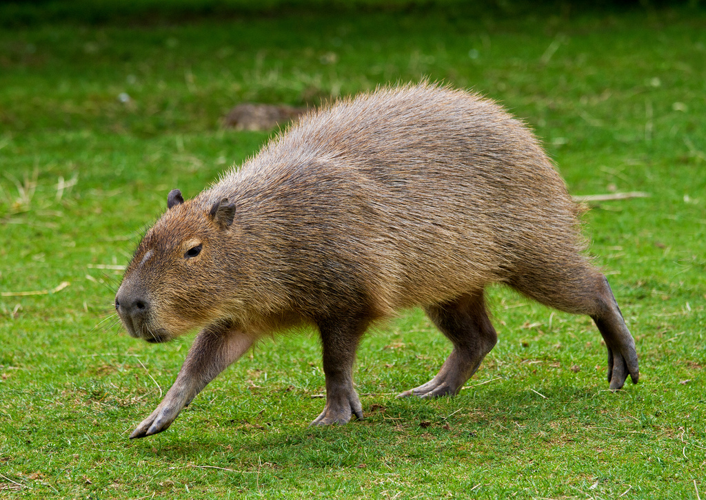 Hydrochoerus hydrochaeris 3.jpg