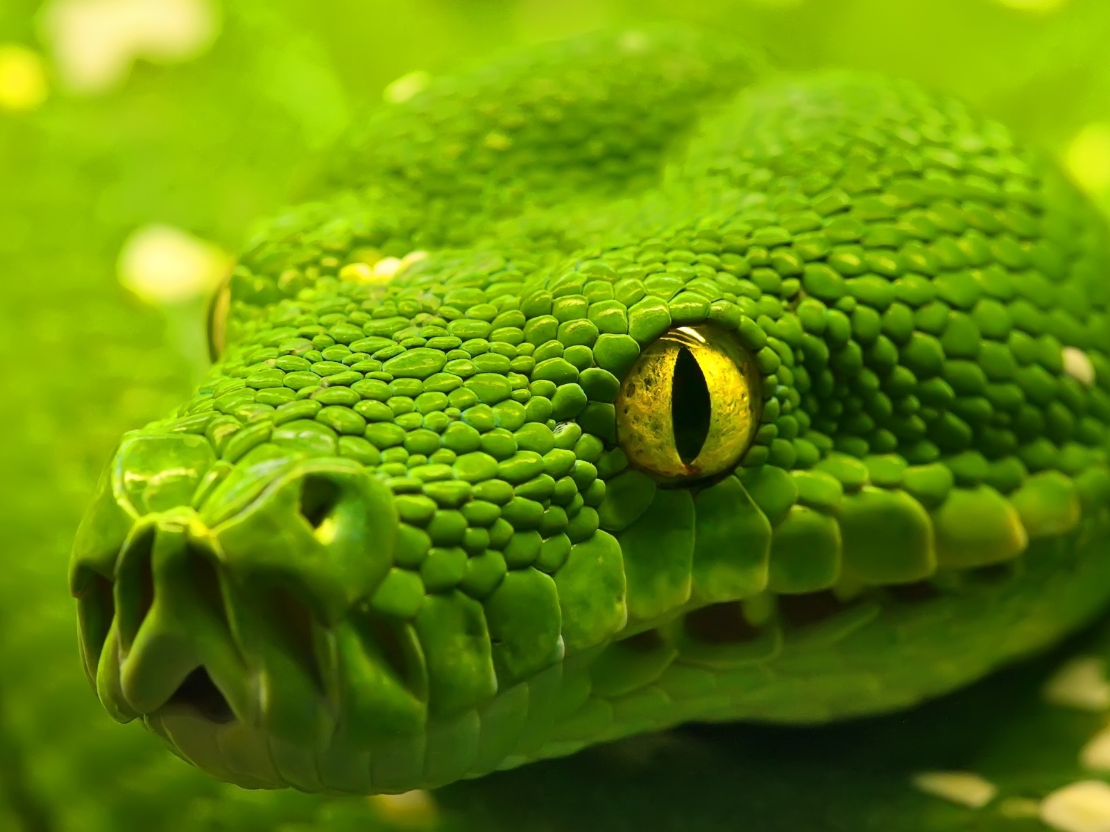 Serpentes 3.jpg