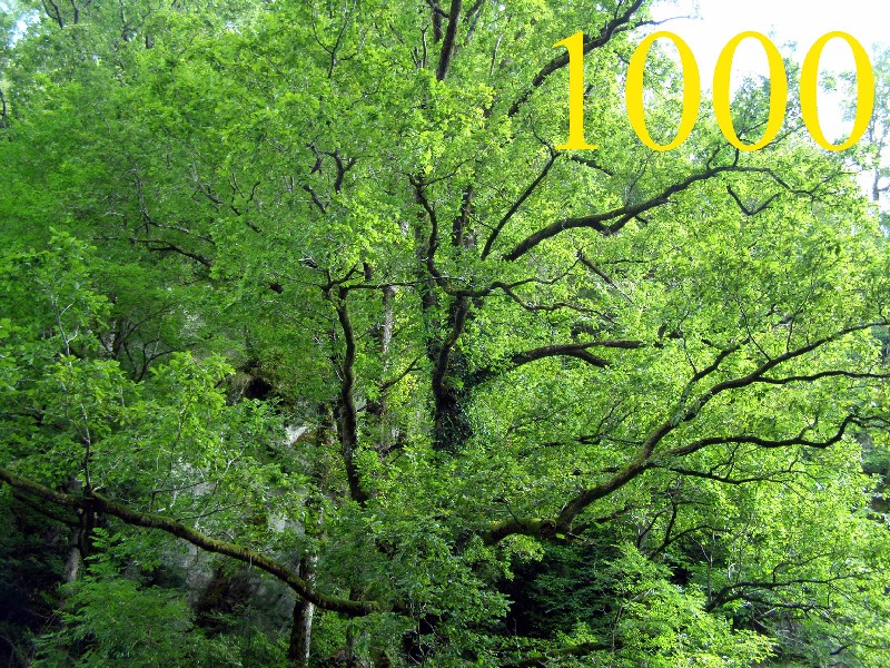Автору 1000 статей