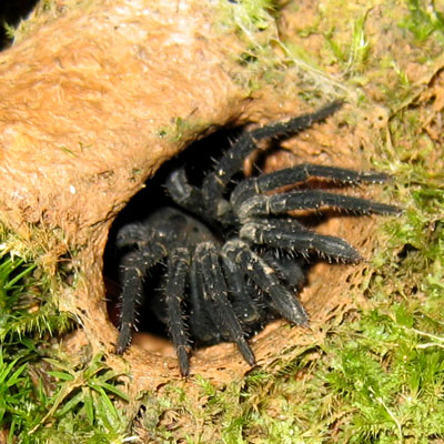 Araneae 5.jpg