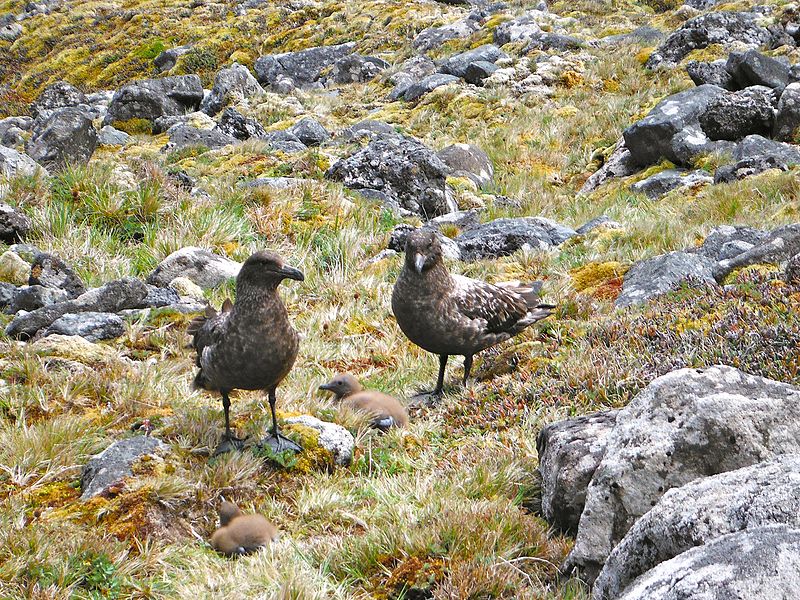 Famille de skuas - panoramio.jpg