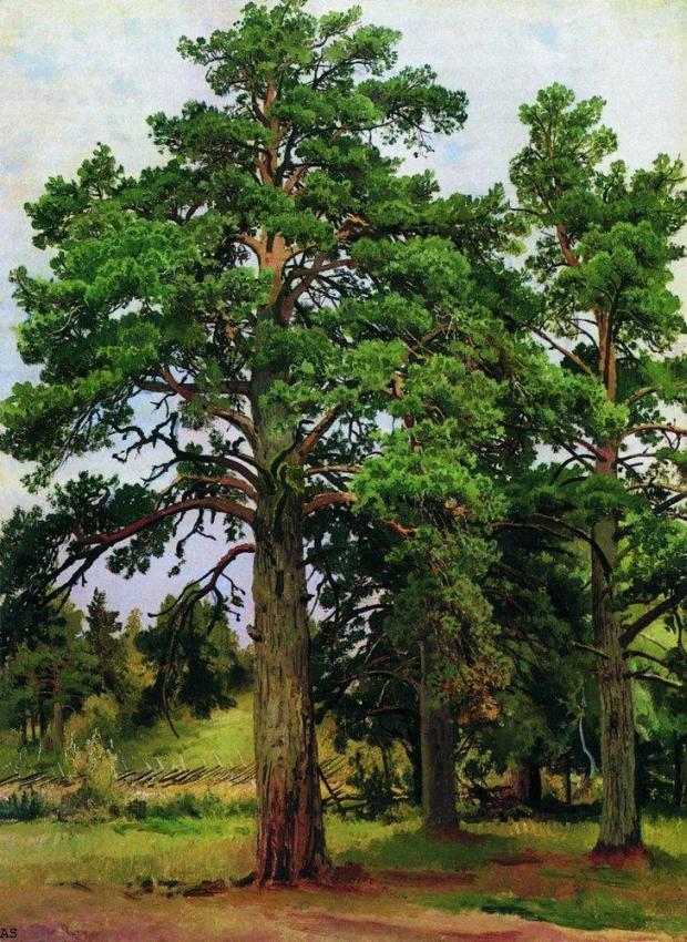 Сосна без солнца. Мери-Хови. 1890