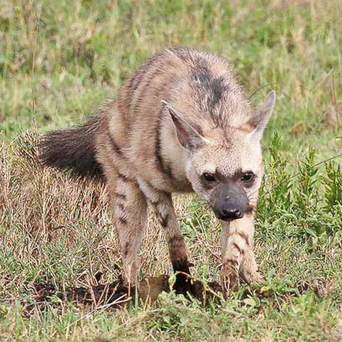 Aardwolf-6.jpg