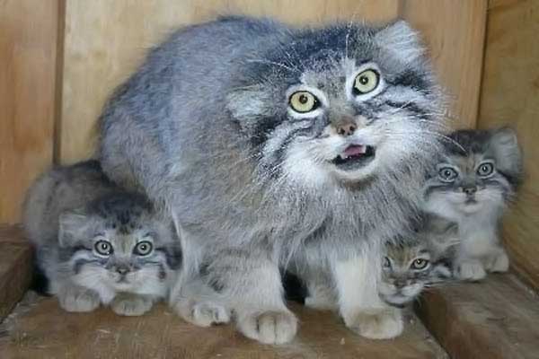 Manul 15.jpg