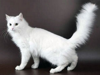 Angora11.jpg