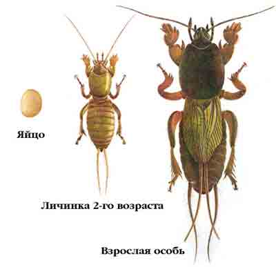 Gryllotalpidae 4.jpg