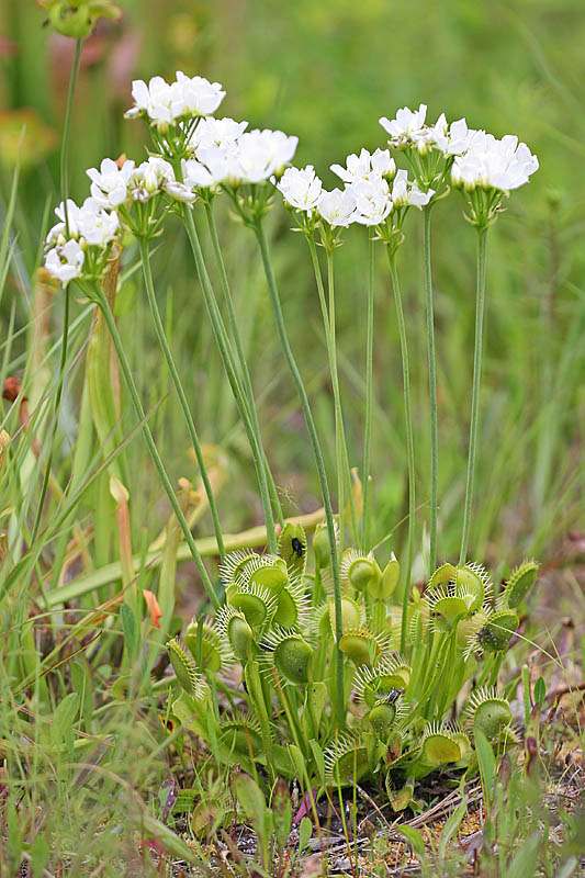 Dionaea muscipula 8.jpg