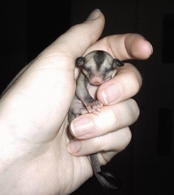Potos flavus 7.jpg