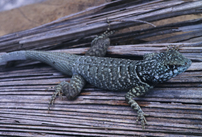 Tropidurus oreadicus 2.jpg