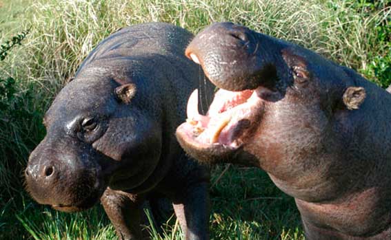 Hexaprotodon liberiensis 3.jpg