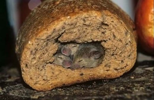 Rodentia 10.jpg