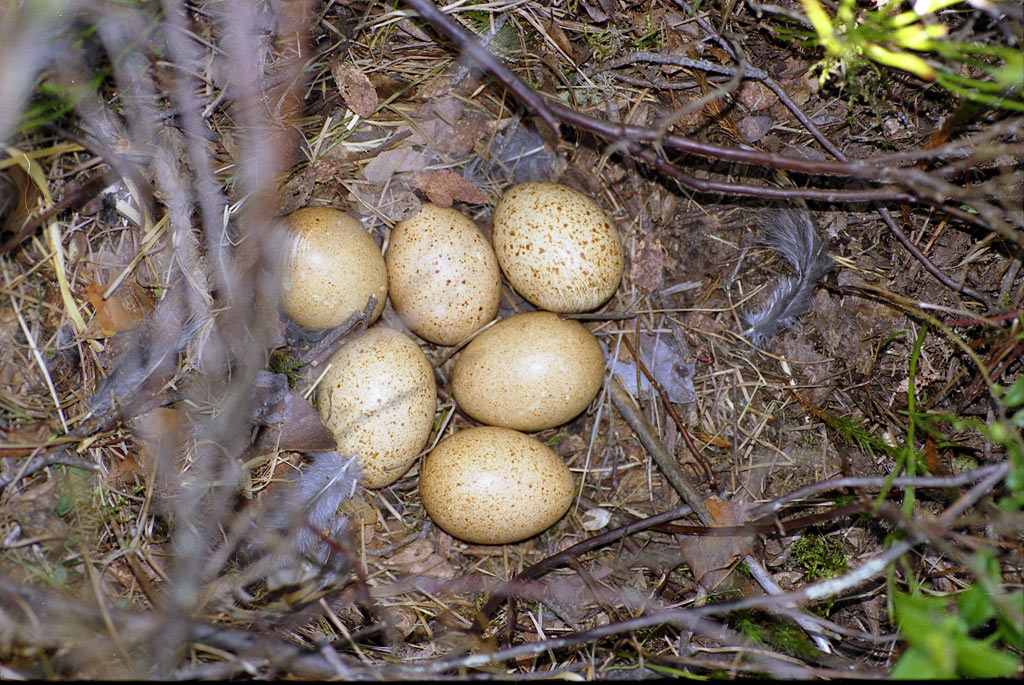 Tetrao urogallus 1.jpg
