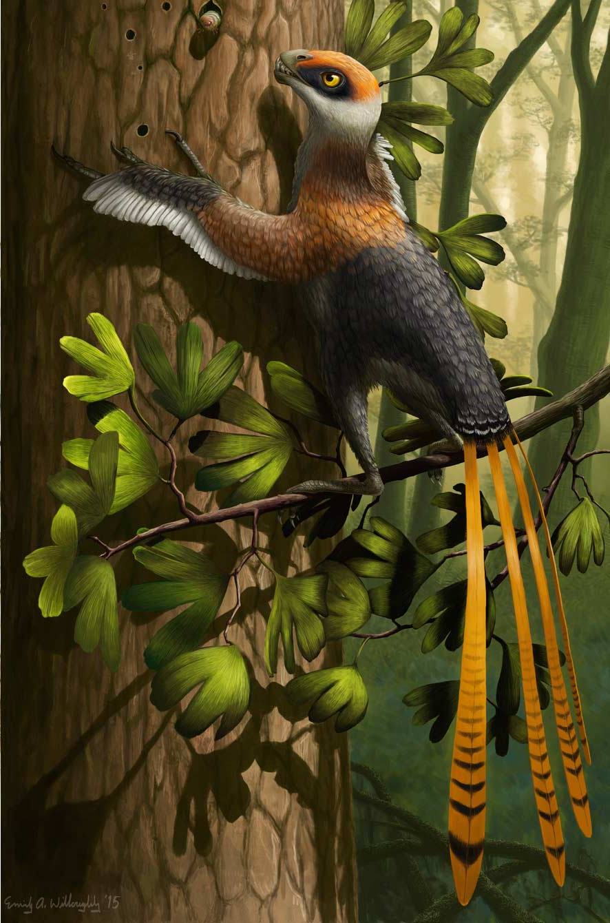 Эпpterygidae1 4.jpg