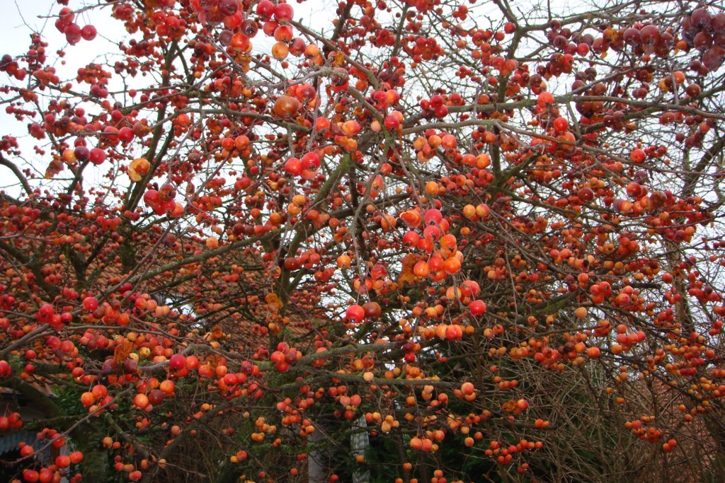 C07402.jpg