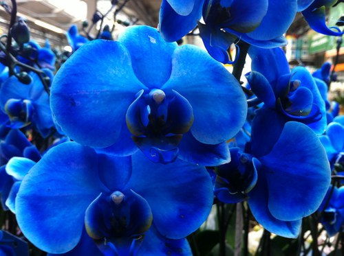 Phalaenopsis 8.jpeg