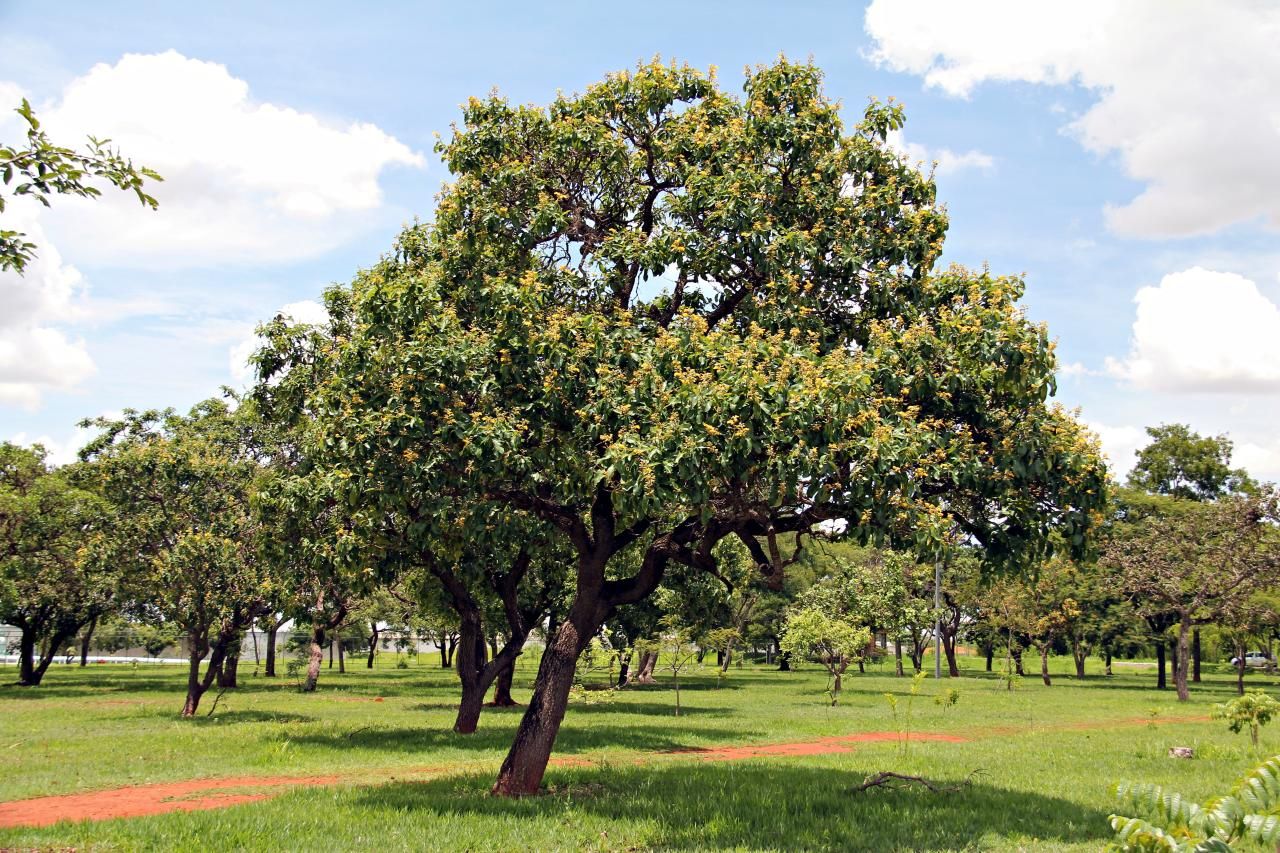 Qualea grandiflora.jpg