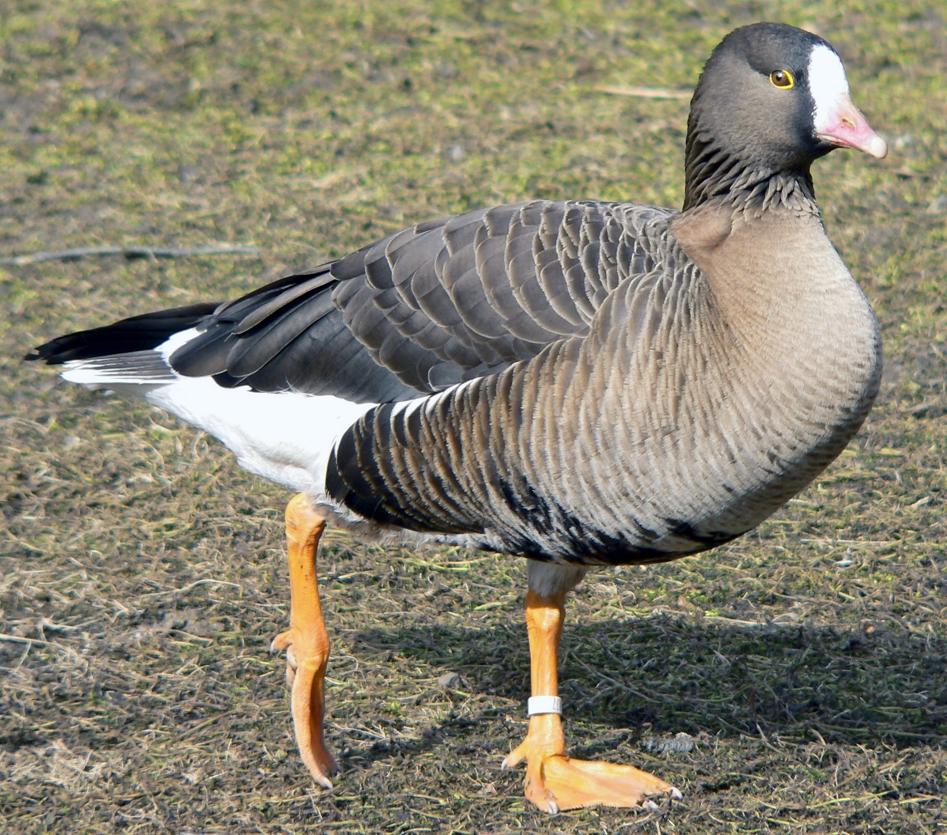 Гусь-пискулька (Anser erythropus).