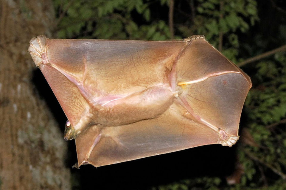 Dermoptera.jpg