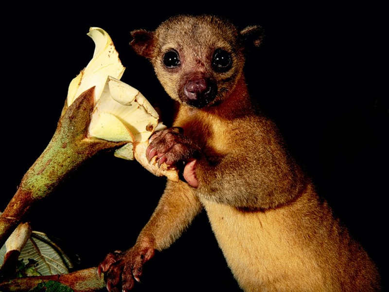 Potos flavus 10.jpg