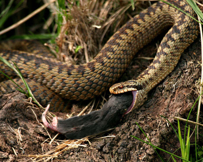 Serpentes 5.jpg