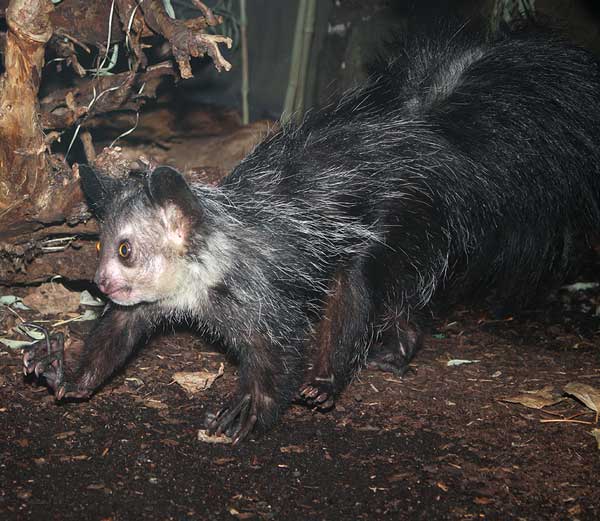 Daubentonia madagascariensis.jpg