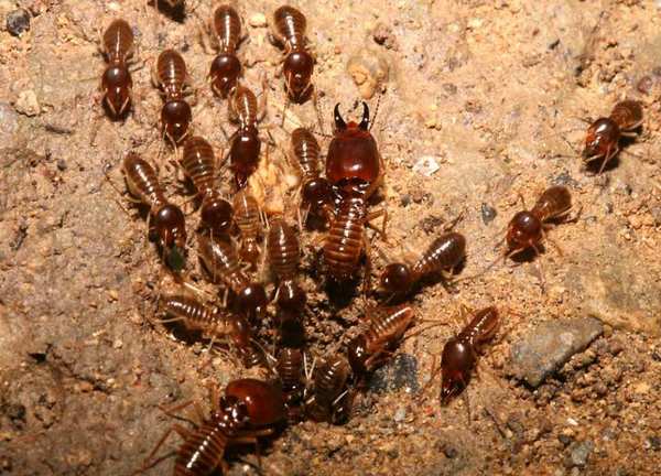 Termityi-2.jpg