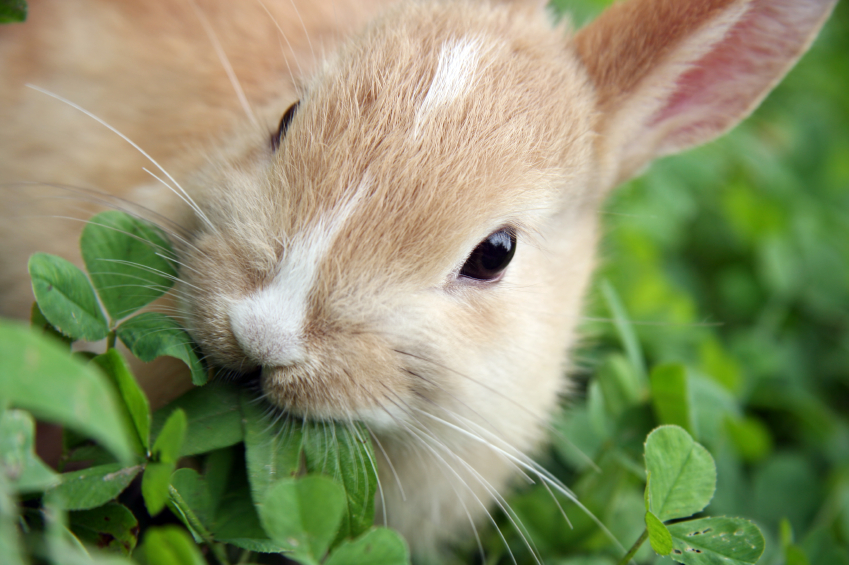 Lagomorpha 3.jpg